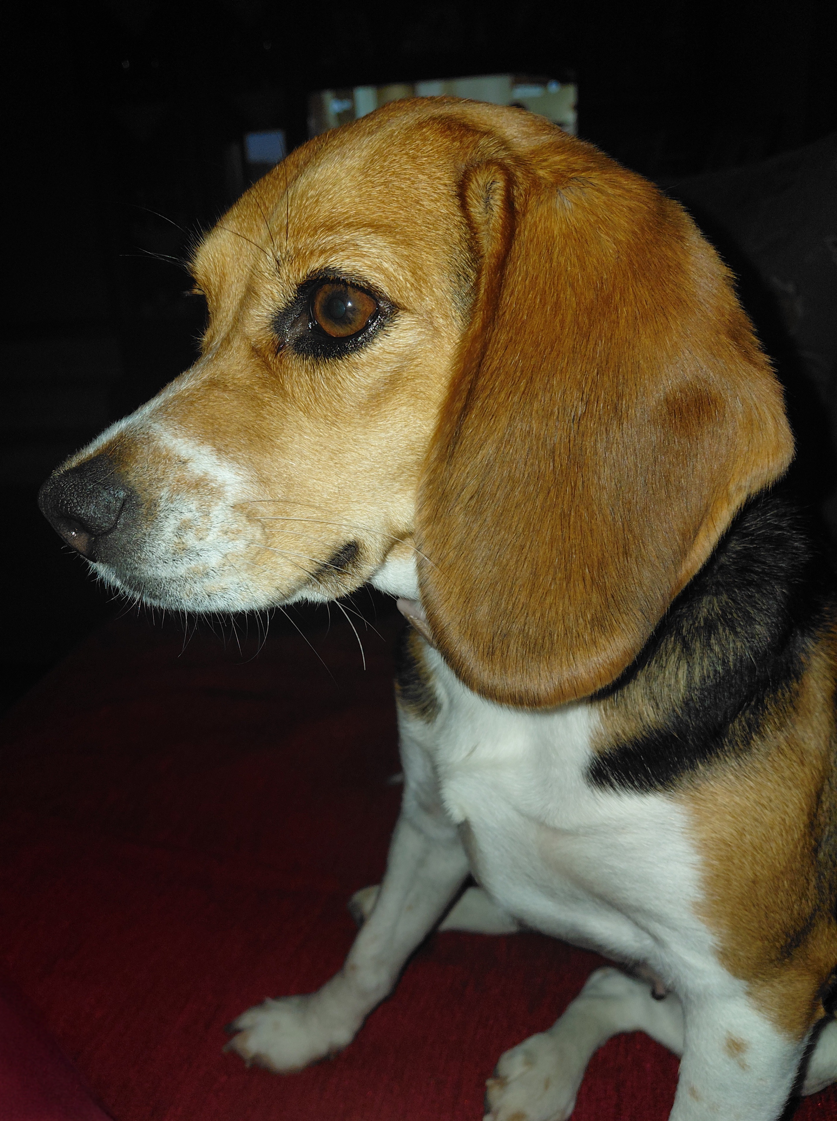 Mademoiselle Maja